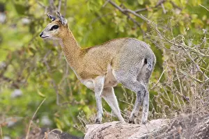 Manyara: Africa. Tanzania. Klipspringer antelope