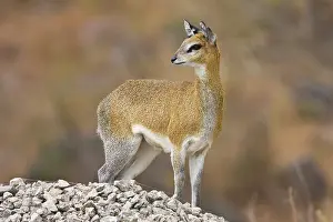 Manyara: Africa. Tanzania. Klipspringer antelope