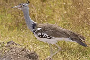 Bustard: Africa. Tanzania. Kori Bustard in Ngorongoro