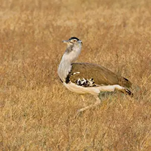 Bustard: Africa. Tanzania. Kori Bustard in Ngorongoro