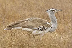 Ngorongoro: Africa. Tanzania. Kori Bustard in Ngorongoro