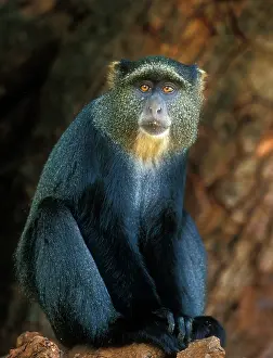 Manyara: Africa; Tanzania; Lake Manyara NP, Blue