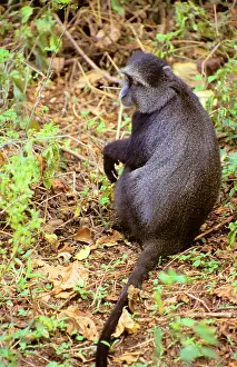 Omnivorous: Africa, Tanzania, Lake Manyara. A solitary