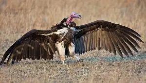 Tracheliotus: Africa. Tanzania. Lappet-faced Vulture in