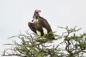Tracheliotus: Africa. Tanzania. Lappet-faced Vulture in