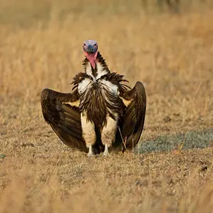 Tracheliotus: Africa. Tanzania. Lappet-faced Vulture in