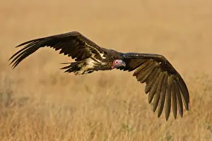 Tracheliotus: Africa. Tanzania. Lappet-faced Vulture in