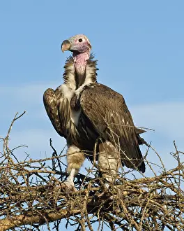 Tracheliotus: Africa. Tanzania. Lappet-Faced Vulture at