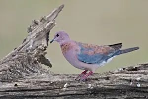 Laughing: Africa. Tanzania. Laughing Dove at Ndutu