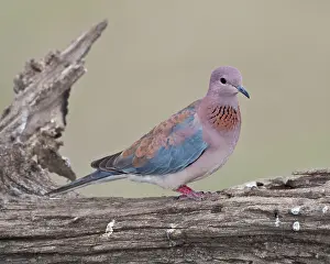 Laughing: Africa. Tanzania. Laughing Dove at Ndutu