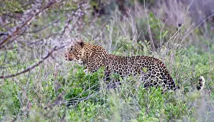 Ndutu: Africa. Tanzania. Leopard hunting in the