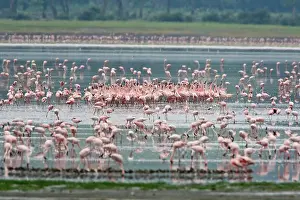 Minor: Africa. Tanzania. Lesser Flamingo flock