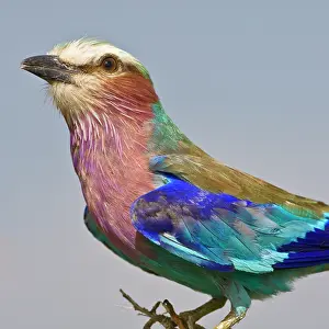 Caudata: Africa. Tanzania. Lilac-Breasted Roller