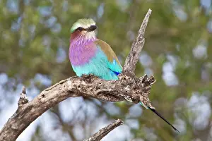 Tarangire: Africa. Tanzania. Lilac-breasted Roller