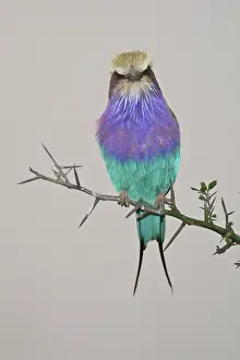 Tarangire: Africa. Tanzania. Lilac-breasted Roller
