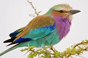 Tarangire: Africa. Tanzania. Lilac-breasted Roller