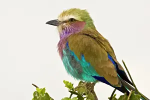 Tarangire: Africa. Tanzania. Lilac-breasted Roller