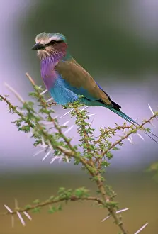 Unique: Africa, Tanzania. Lilac-breasted roller