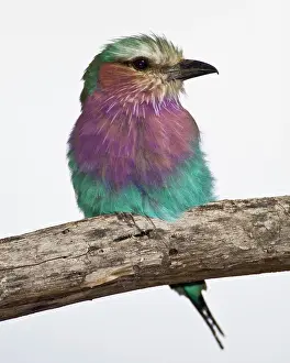Caudata: Africa. Tanzania. Lilac-Breasted Roller
