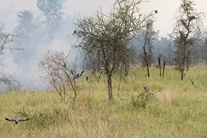 Tarangire: Africa. Tanzania. Lilac-breasted Rollers