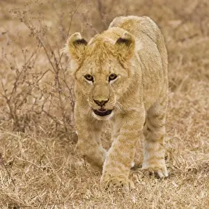 Lincoln: Africa. Tanzania. Lion cub at Ngorongoro