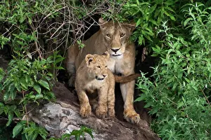 Hidden: Africa. Tanzania. Lioness and cub in Ngorongoro