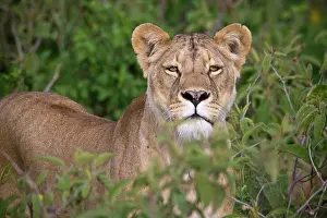 Lincoln: Africa. Tanzania. Lioness in Ngorongoro