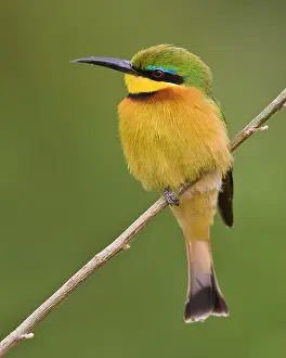 Merops: Africa. Tanzania. Little Bee Eater at Manyara