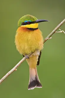 Merops: Africa. Tanzania. Little Bee Eater at Manyara