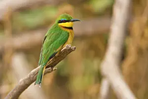 Merops: Africa. Tanzania. Little Bee Eater at Manyara