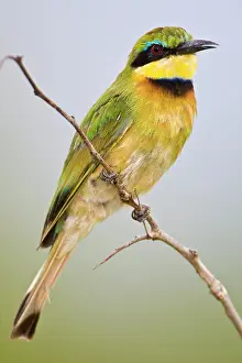 Tarangire: Africa. Tanzania. Little Bee Eater at Tarangire
