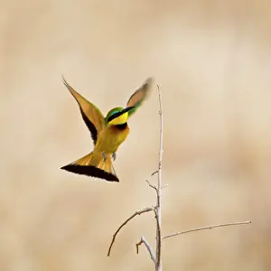 Tarangire: Africa. Tanzania. Little Bee Eater at Tarangire