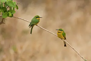 Eaters: Africa. Tanzania. Little Bee Eaters at Manyara
