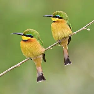 Eaters: Africa. Tanzania. Little Bee Eaters at Manyara