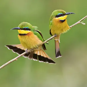 Eater: Africa. Tanzania. Little Bee Eaters at Manyara