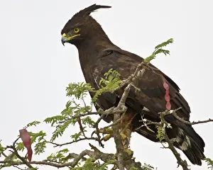 Occipitalis: Africa. Tanzania. Long-crested Eagle in