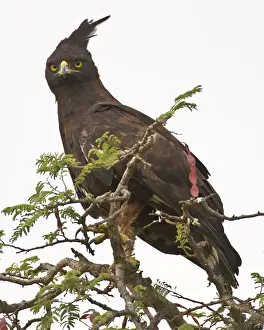 Occipitalis: Africa. Tanzania. Long-crested Eagle in