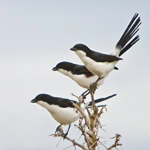 Lanius: Africa. Tanzania. Long-tailed Fiscals in