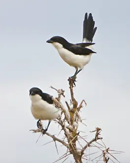 Lanius: Africa. Tanzania. Long-tailed Fiscals in