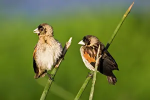 Euplectes: Africa. Tanzania. Long-Tailed Widowbirds