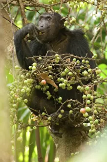 Schreiber: Africa, Tanzania, Mahale. Chimpanzee eating