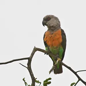 Tarangire: Africa. Tanzania. Male African Orange-bellied