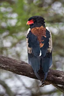 Bateleur: Africa. Tanzania. Male Bateleur Eagle at