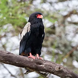 Tarangire: Africa. Tanzania. Male Bateleur Eagle at