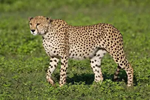 Ndutu: Africa. Tanzania. Male Cheetah at Ndutu