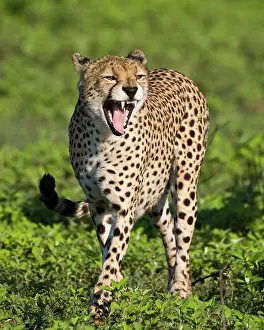 Ndutu: Africa. Tanzania. Male Cheetah at Ndutu