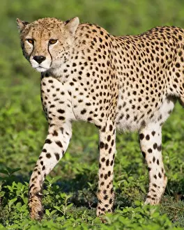 Ndutu: Africa. Tanzania. Male Cheetah at Ndutu
