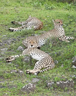 Lazy: Africa. Tanzania. Male Cheetahs at Ndutu
