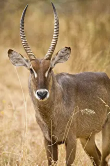Waterbuck: Africa. Tanzania. Male Common Waterbuck