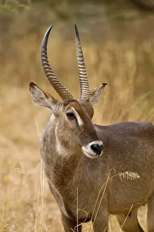 Waterbuck: Africa. Tanzania. Male Common Waterbuck